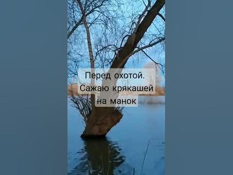 Сажаю уток на духовой манок. Скоро открытие весенней охоты на селезня ...