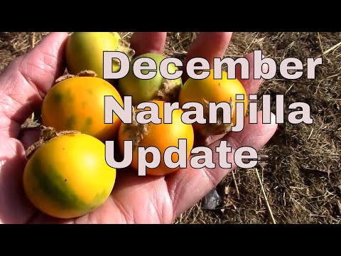 Video: Naranjilla Fruit Uses: Tips for Using Naranjilla From The Garden