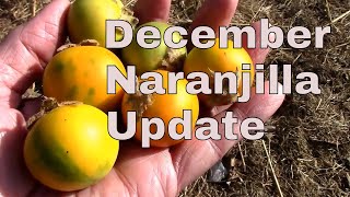 December Naranjilla Update, Outdoors, Indoors, and Fruit Ripening.