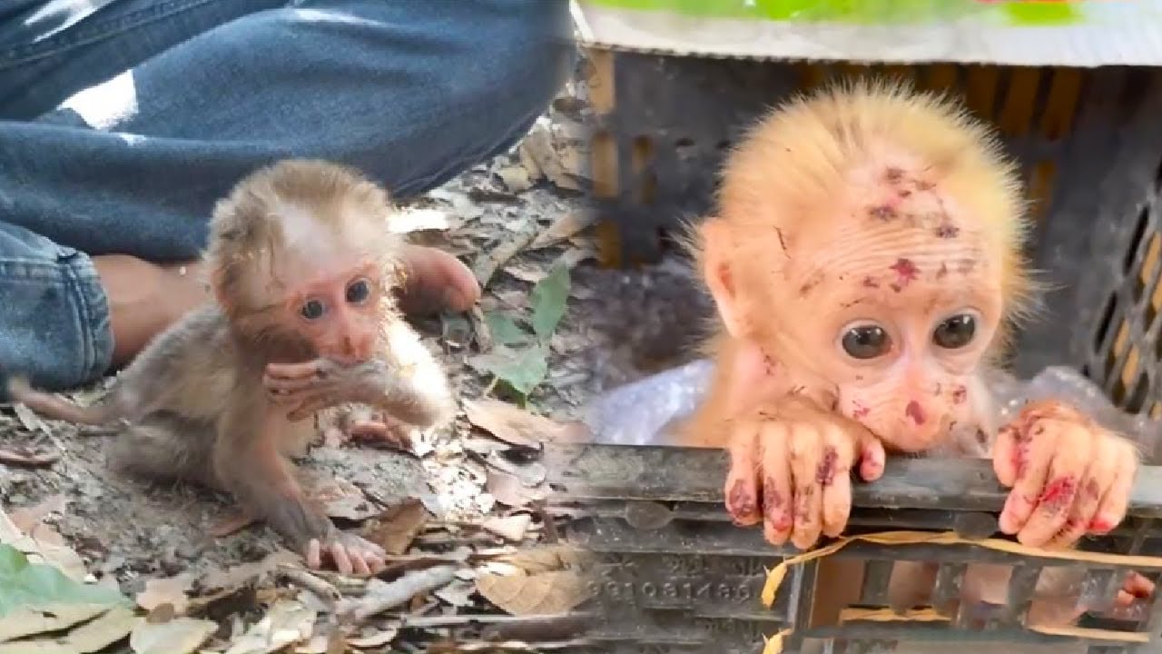 Baby monkey lost mother and injured but luckily was saved by humans