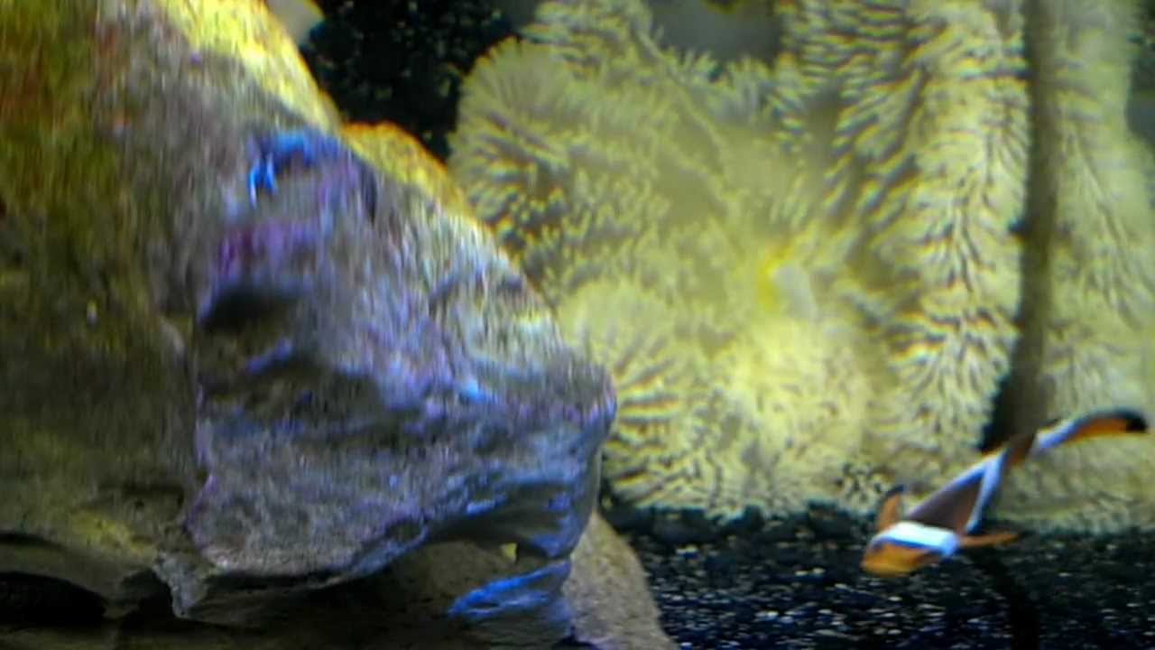 giant carpet anemone stichodactyla