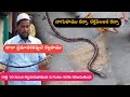 Indian commonkrait venomous snake rescue gonegandla village contact number 9966333589