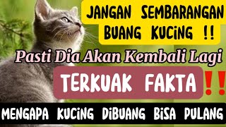 JANGAN SEMBARANGAN BUANG KUCING‼️INILAH FAKTA MENGAPA KUCING DIBUANG BISA PULANG‼️