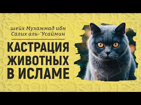 Кастрация животных в исламе | Шейх аль-Усаймин