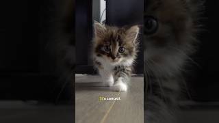 Your cat isn’t slow.It’s precise.#CatBehavior#CatPsychology#CatFacts