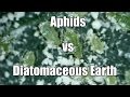 Aphids vs Diatomaceous Earth (and a hydroponic greenhouse update too)