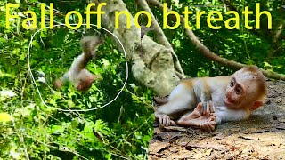 Breaking RRip fall off Leo from tall tree, Loy steal baby up, so painful to breath harder check milk