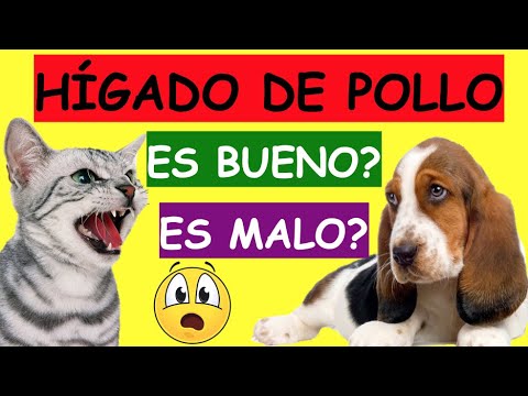 Porqué NO ES BUENO DARLE HIGADO DE POLLO O RES a tu mascota? - YouTube