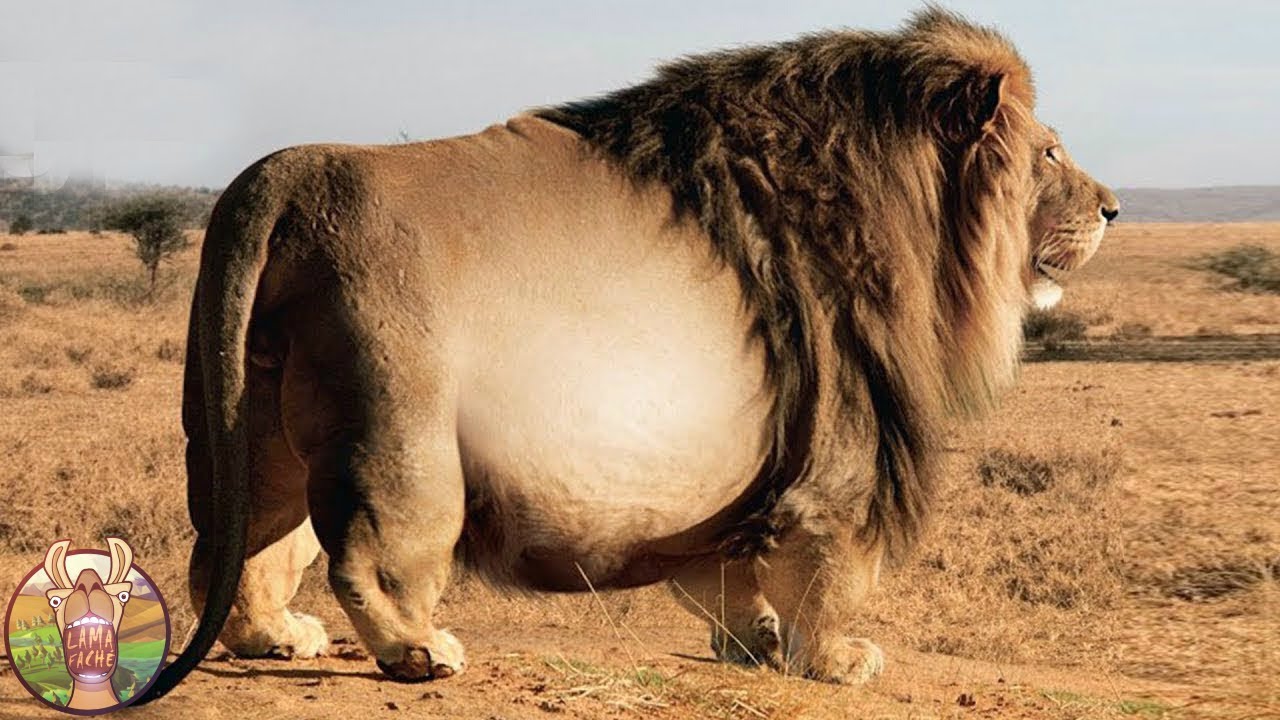 Les Animaux Les Plus Gros Jamais Vu Lama Faché