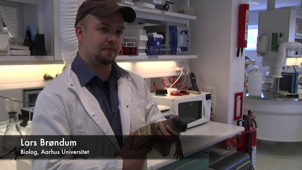 Øglegift Cecilie speak 1