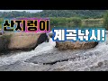 산지렁이 계곡낚시중 무서운 놈이 잡혔네! / freshwater fish fishing at night