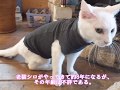 老猫シロに 服を作ってみた （3分でできる廃物利用の猫服作り解説付き）