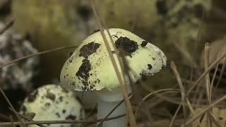 Experts warn about deadly mushrooms sprouting in the Bay Area due to the rainy season