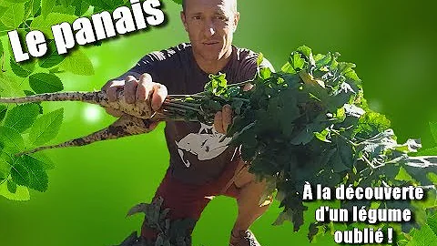 Quel est le goût du panais ?