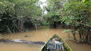 KINI MUSIM HUJAN, RAWA KEBANJIRAN KERUH DAN SERBUAN KAWANAN PATIL DARI SUNGAI BESAR.. !!