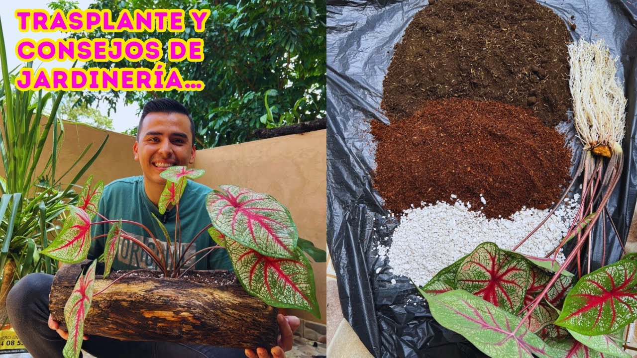 Así se desinfecta el SUSTRATO y la maceta, trasplante de CALADIUM, cuidados y tips para PLANTAS |AP