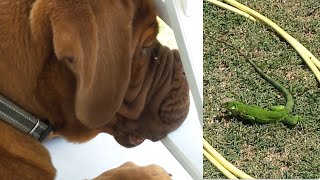 Dogue de Bordeaux puppy observing iguana