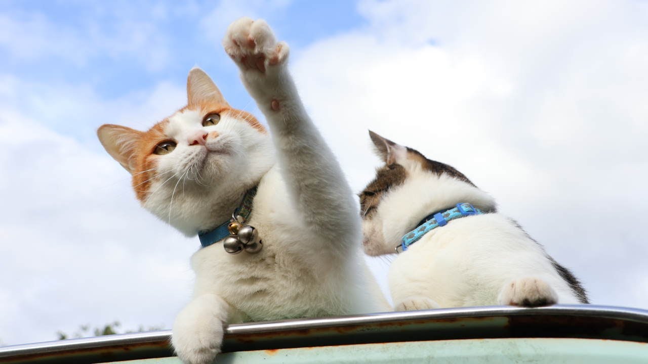 【うしろねこ(*^ω^*)】 草で遊ぶちろとさばじろう cat playing with grass 251126 - YouTube