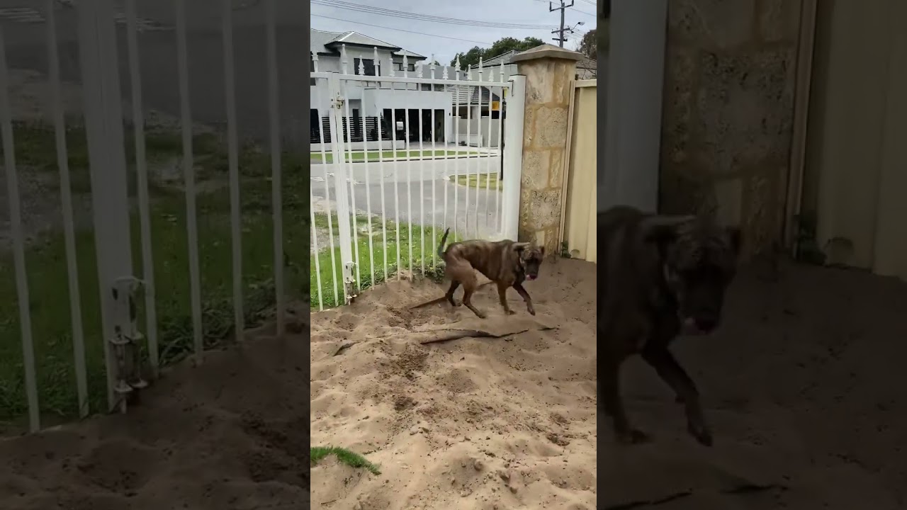 Max my dog runs around, happy when friends come. 友達が来ると喜んで、走り回る愛犬マックス