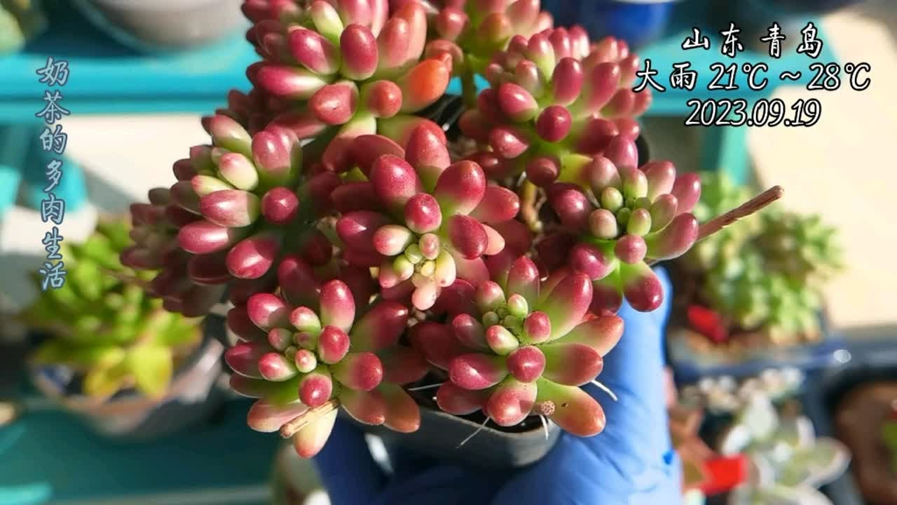 多肉开箱，一切因一颗桃蛋而起，虹之玉锦、红颜蜜语- YouTube