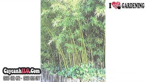 Giá Bán Trúc Cần Câu