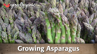 Growing Asparagus