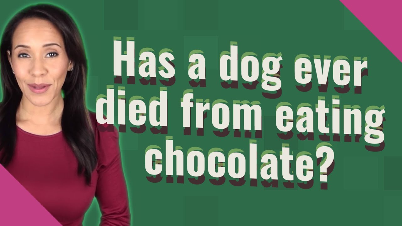 Has a dog ever died from eating chocolate? YouTube