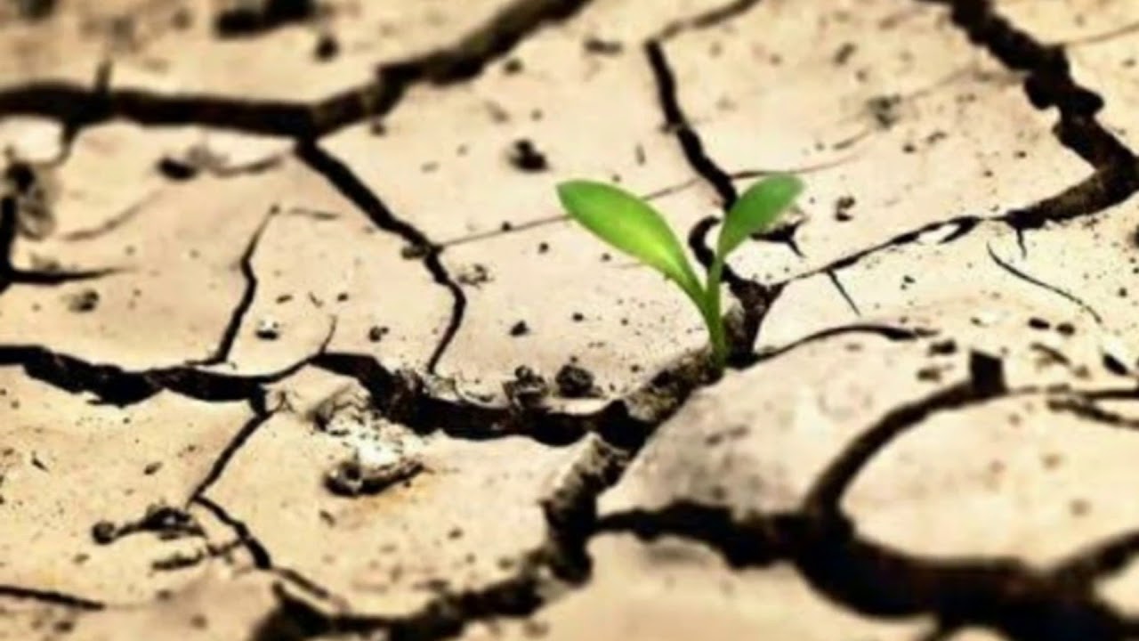 Тема засуха. Всемирный день с опустыниванием и засухой. Почва. Борьба с опустыниванием. Борьба с засухой.