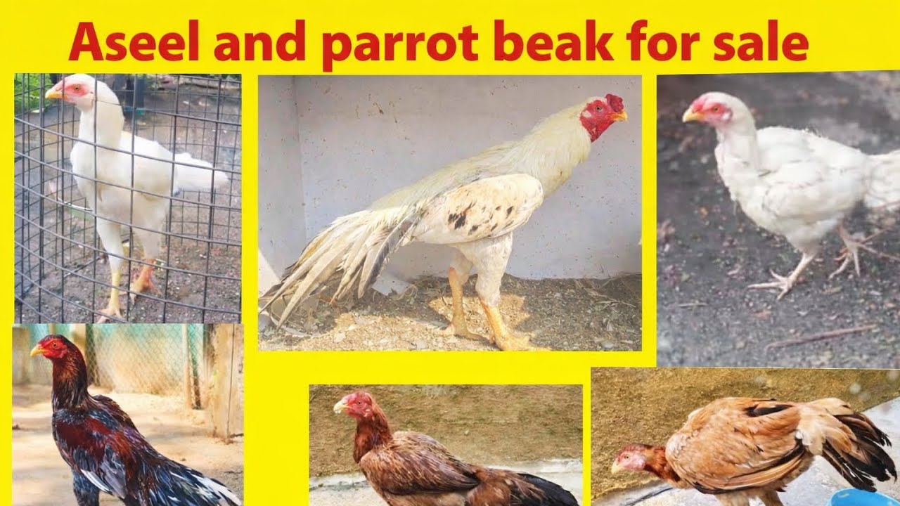Aseel and parrot beak for sale in Hyderabad ❤️