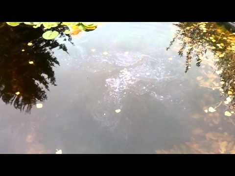 Strijkers in water