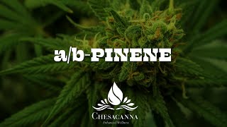 Terp Talk with Marni - a/b-Pinene