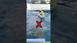 Ustadz Syafiq's Clarification Video Regarding Whale Shark Content