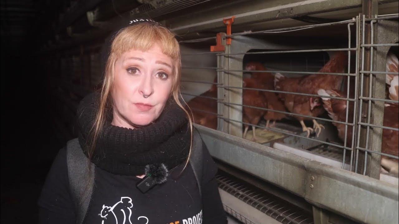 Exposing the Cruelty of Egg Farming Bird Bros ‘Sunny Farm’ Revisited