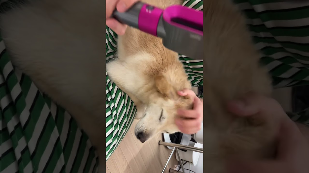 Sunsu is drying her fur