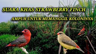 Suara pikat strawberry finch terbaru paling ampuh bikin burung kumpul