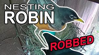 Active Robin Nest - Day by Day  (until...)