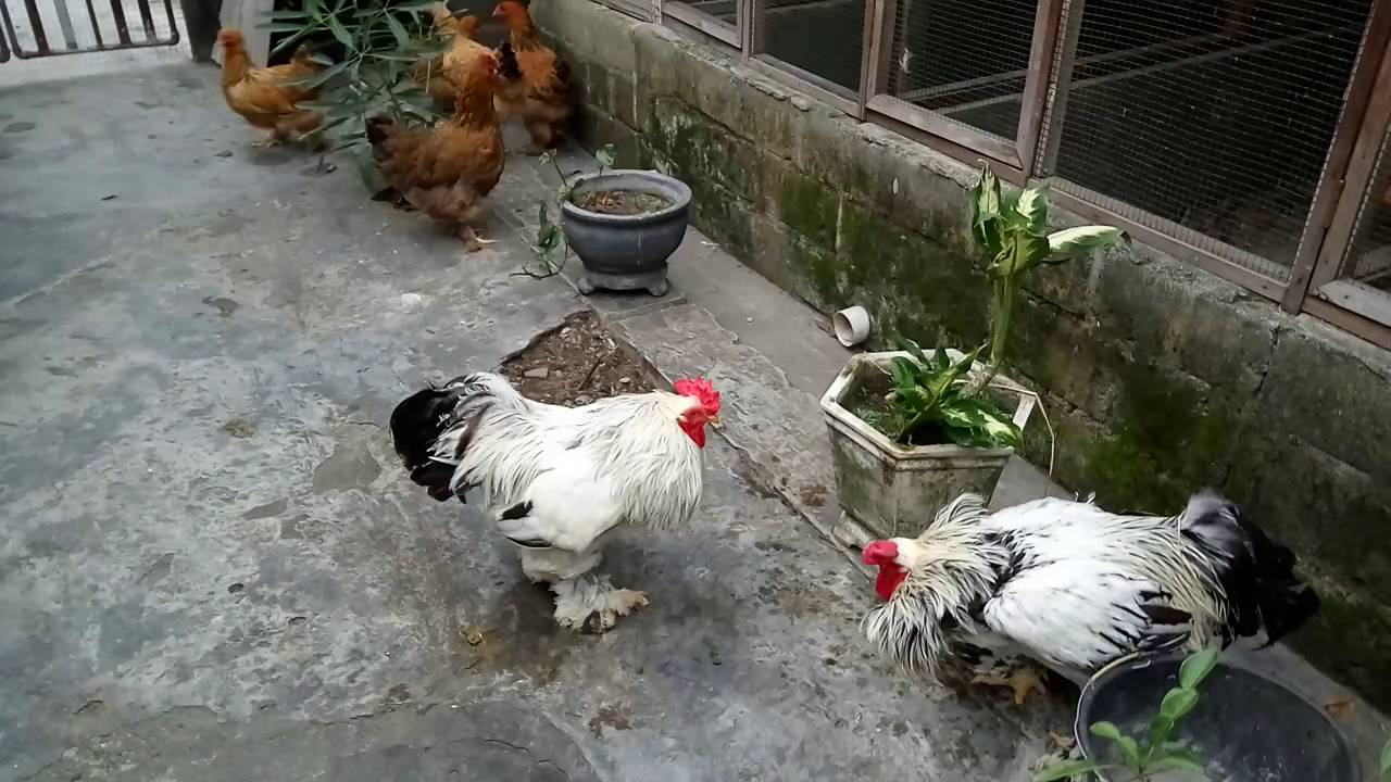 Pertarungan Ayam Brahma 
