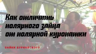 Блюда из полярного зайца и полярной куропатки. Сибирская кухня Блюда из полярного зайца и полярной куропатки. Сибирская кухня