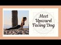Meet Cobra/ Updog Pose - Yoga Alignment Breakdown