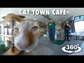 Cat Town Cafe Oakland 360° 4K