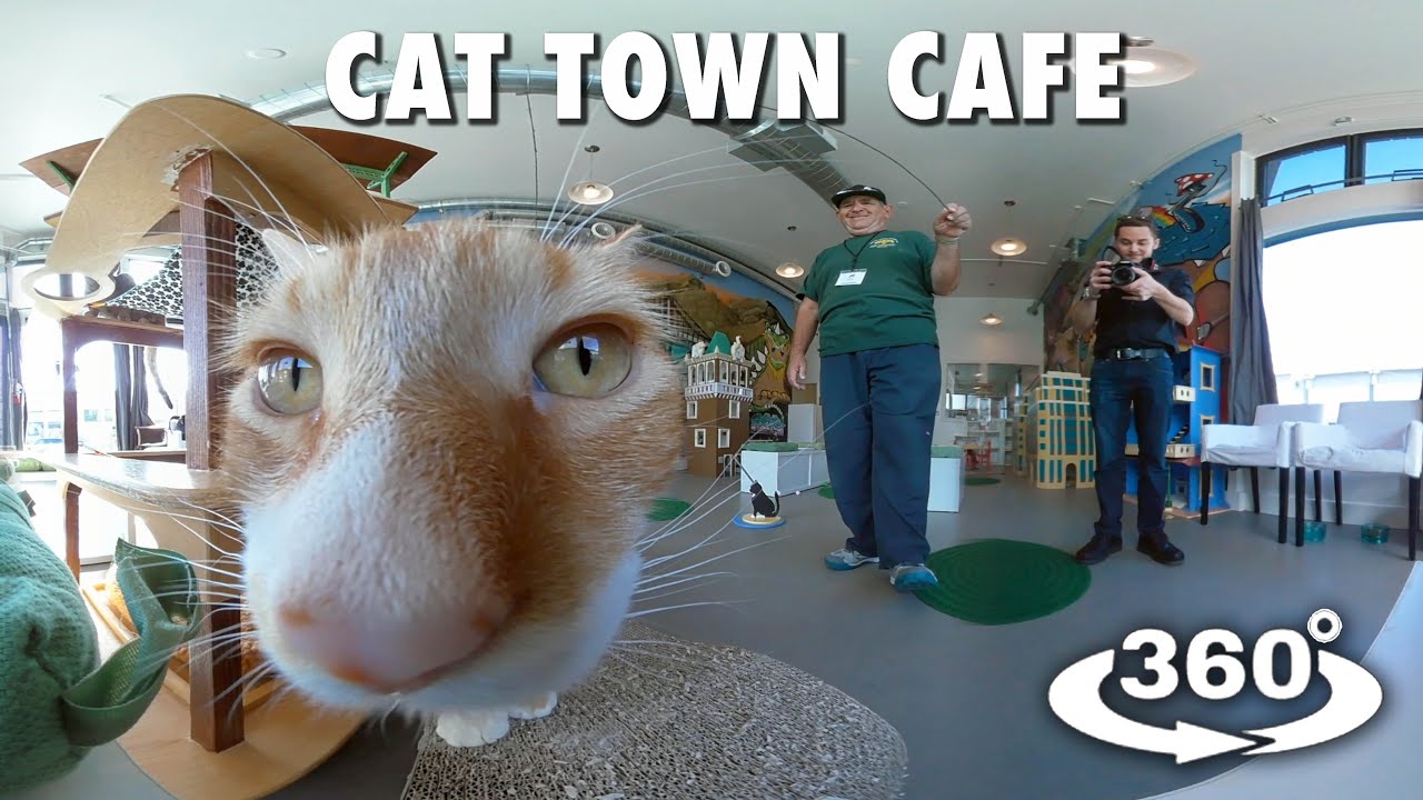 Cat Town Cafe Oakland 360° 4K YouTube