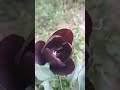 Flori din Acest An Part 12 (Lalea Maro)