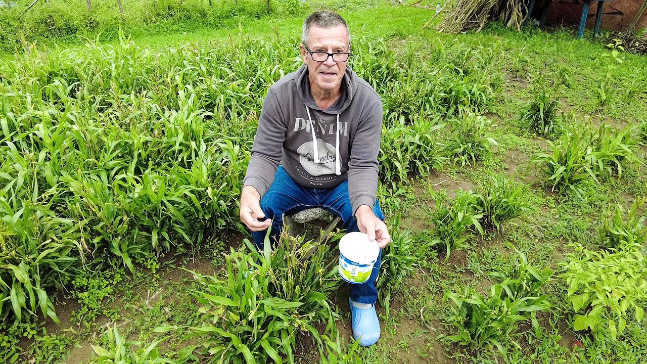 Posijem, oberem, osušim, nanižem i za 1KM prodajem po cijeloj BIH!