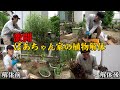 ばあちゃんから植物を解体してほしいと依頼を受けました【じゅんぺい君】【ベランダガーデニング】【園芸初心者】