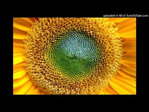 Sarbeasca Tiganeasca - Track10 NOVO UZIVO VLASKO