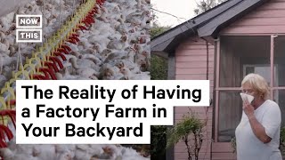 Hotline Helps Low-Income Communities Fight Factory Farms