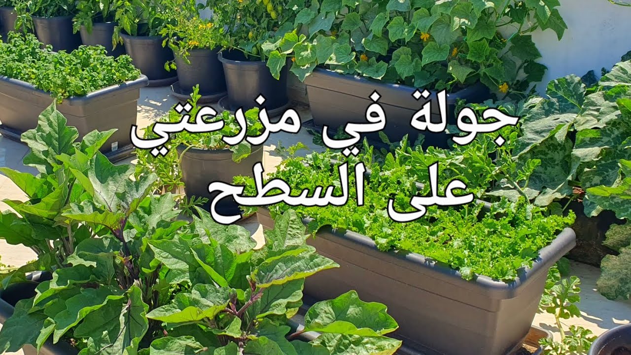 تعالوا أصطحبكم في جولة ممتعة في مزرعتي الصغيرة على سطح المنزل. ماي 2025