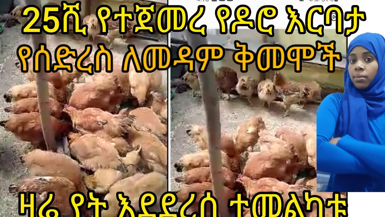 25ሺ የተጀመረ የዶሮ እርባታ ዛሬ የት እደደረስ ተመልከቱ የድረስ ለመዳም ቅመሞች@donkeytube.eshetumelese@ebstvWorldwide #