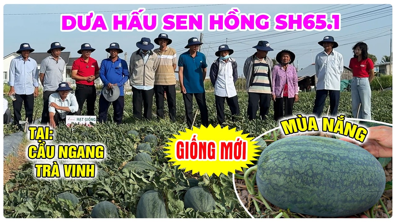 GIỐNG MỚI: DƯA HẤU SEN HỒNG SH65.1 TRỒNG TẠI CẦU NGANG TRÀ VINH