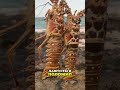 Дикий Лангуст: Готовим на Костре у Океана! #shorts
